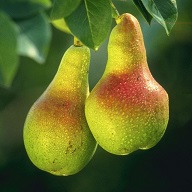 pears